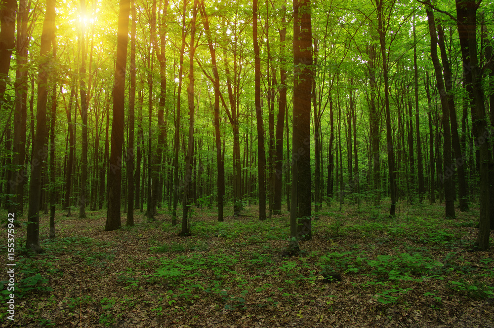 Forest with sunlight.