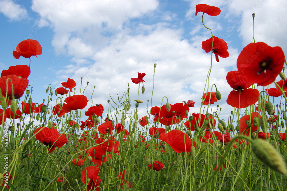 Obraz premium Red poppies on field
