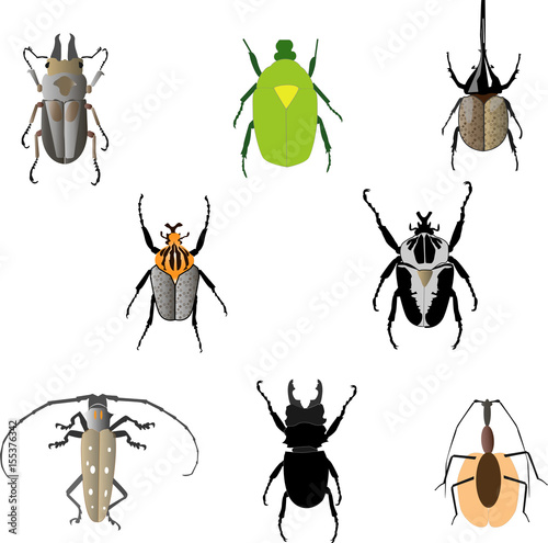 Set of beatles insects © Tatyana
