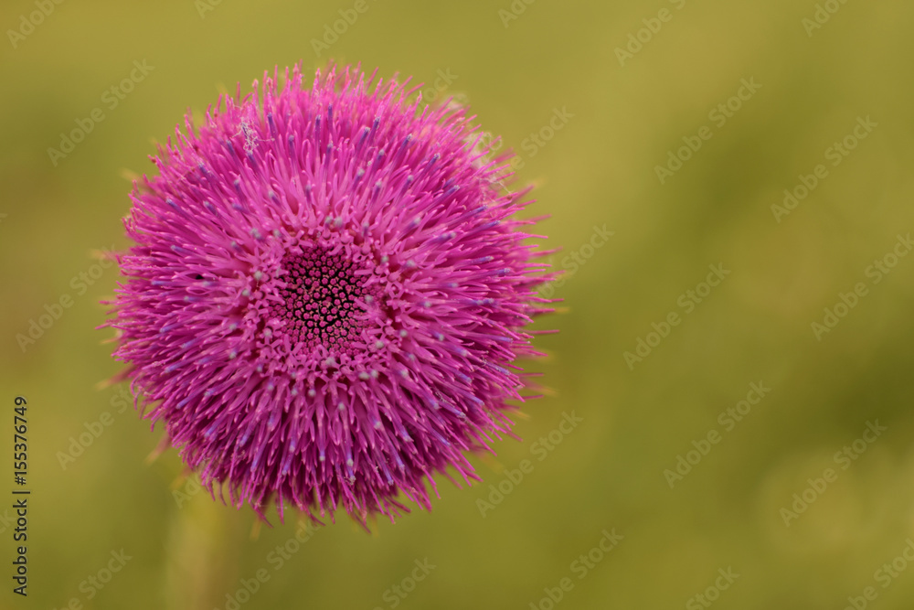 wild flower wild flower