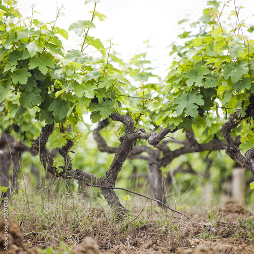 Vineyard. Grape trees farm.