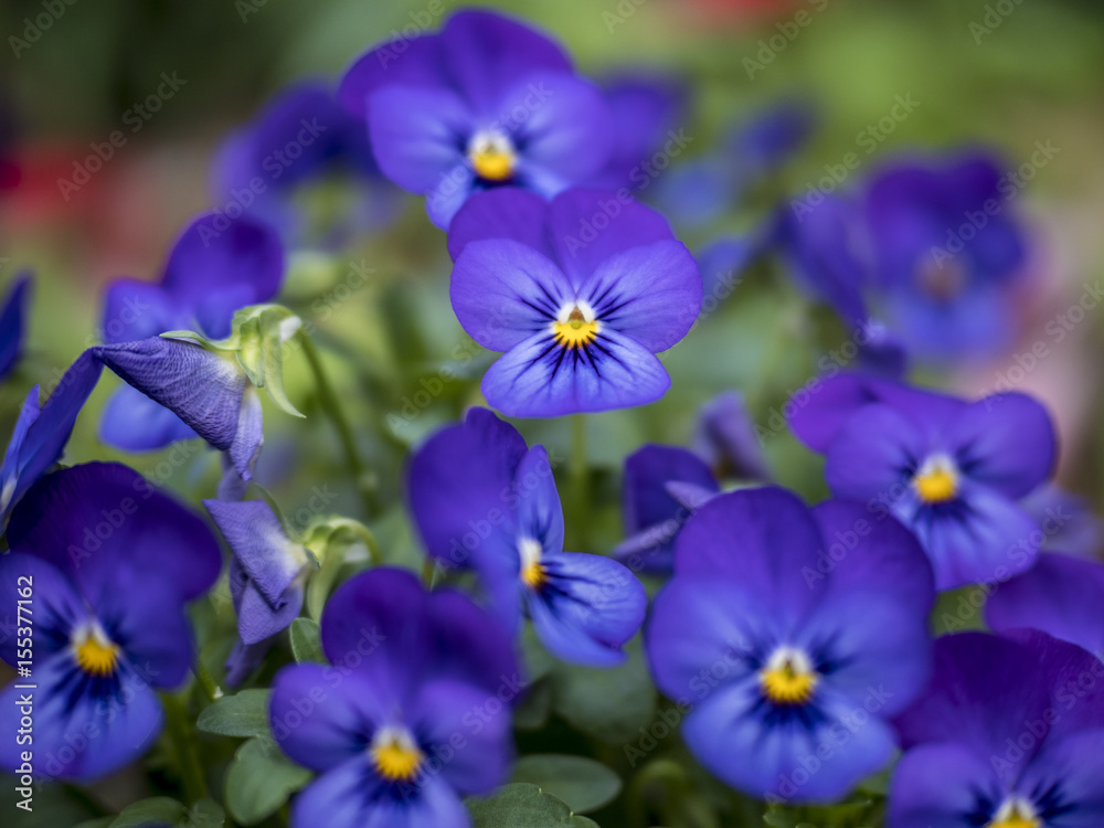 Purple Violets Purple Violets