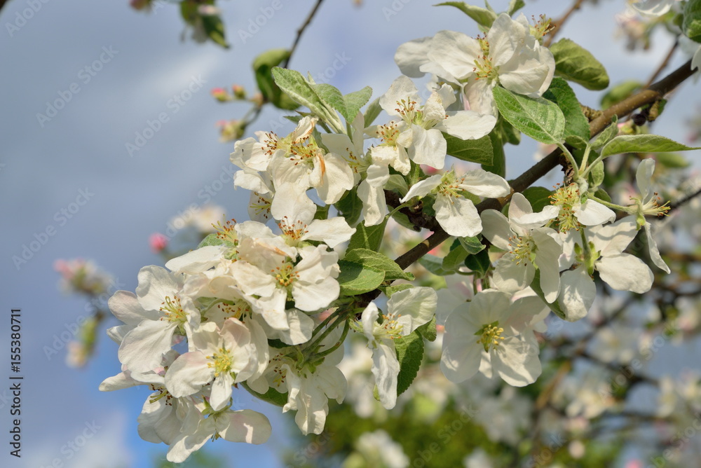 The Apple tree branch with white flowers The Apple tree branch with white flowers