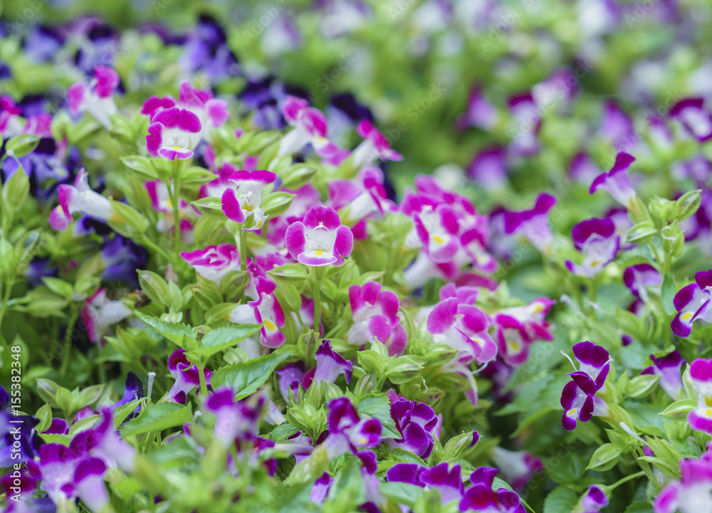 Pensee flower garden blooming in the sun beautiful morning Pensee flower garden blooming in the sun beautiful morning