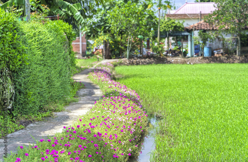 Naklejka premium Portulaca grandiflora flower blooming on the roadside land rice fields are in transplants. This is the beauty of the idyllic, peaceful rural Vietnam