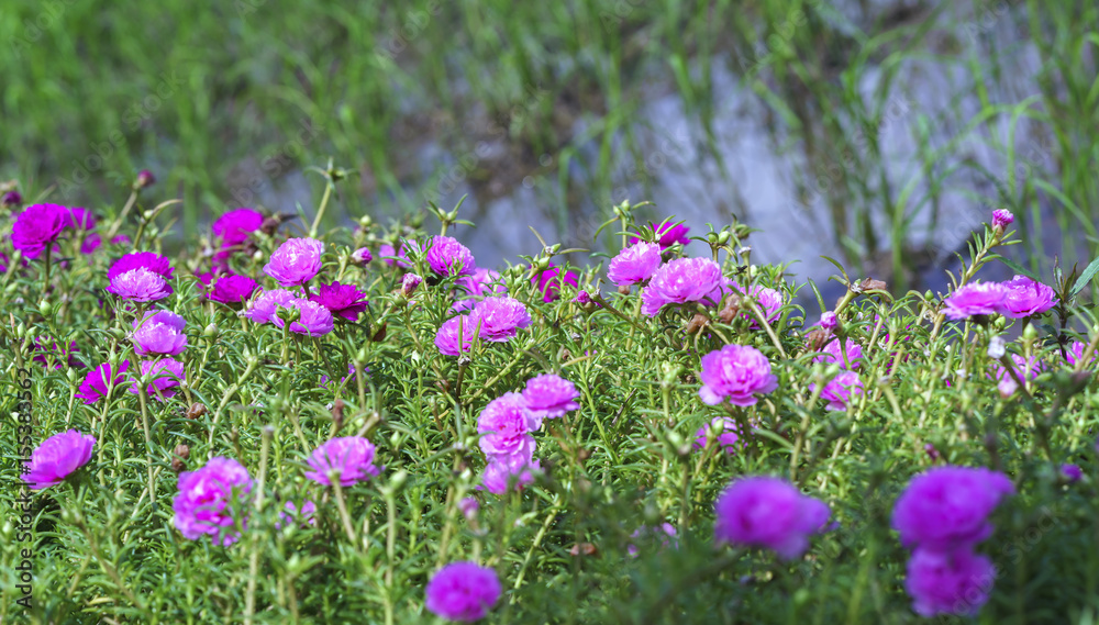 Fototapeta premium Portulaca flower blooms in the morning along the road