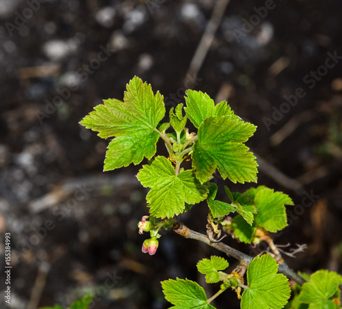 Currant branch with budding young leaves in spring