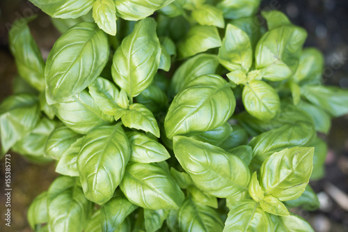 A plant of basil grows in a garden. Close-up. A herb basil is used like an aromatic flavoring for cooking and salads. It`s favorite seasoning in the Mediterranean diet.