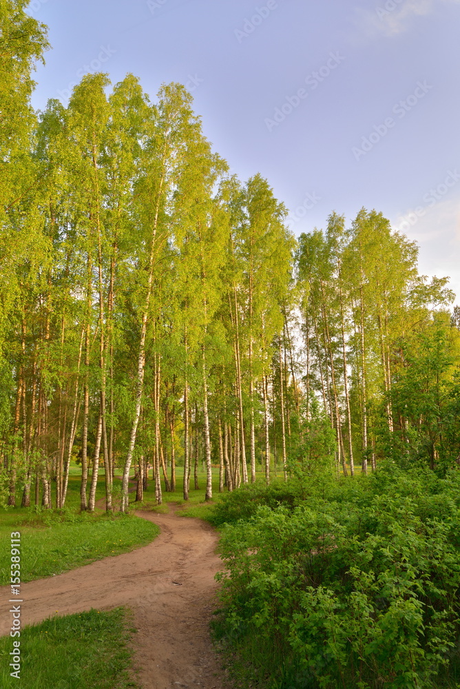 Fototapeta premium Rural road in birch grove Sunny day