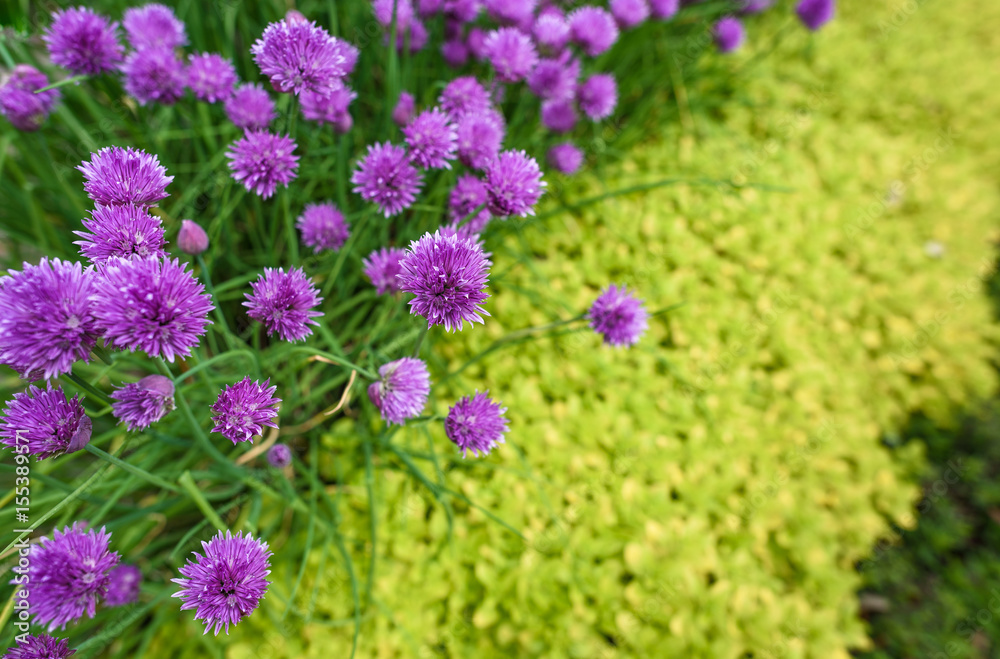 Fototapeta premium Chive Flowers