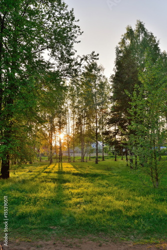 The sun's rays breaking through the branches in the birch grove