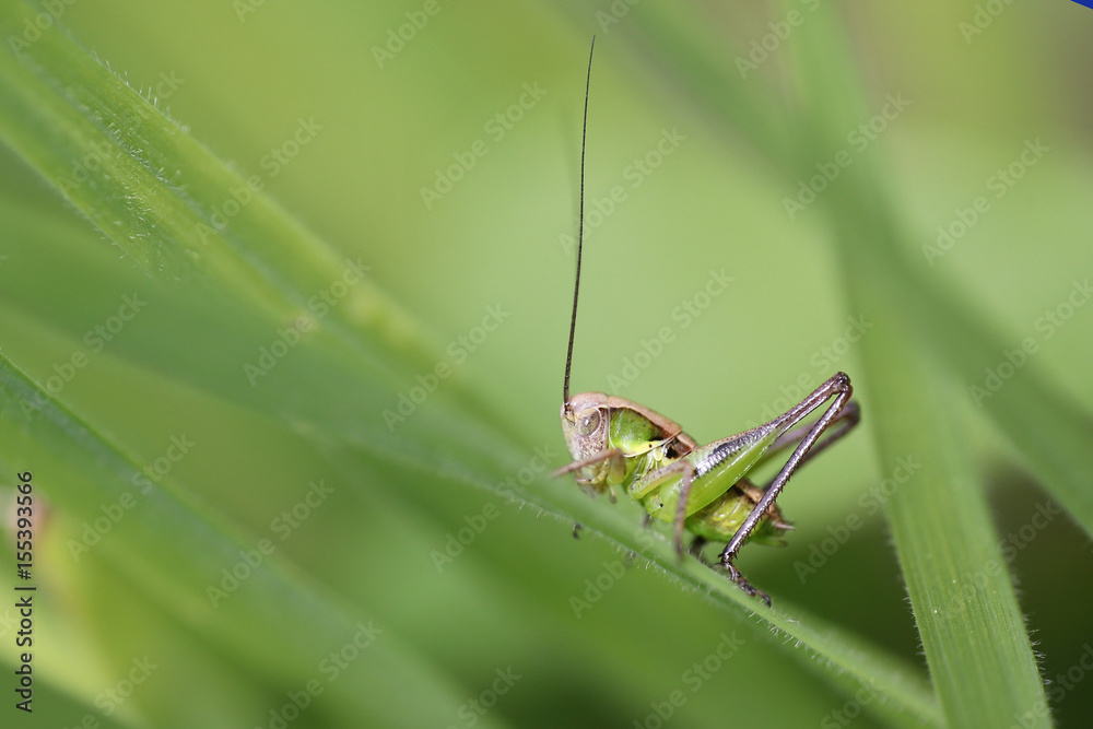 Green grasshopper in bright green spring grass Green grasshopper in bright green spring grass