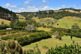 Patches of pastures among native New Zealand bush and introduced greenery in Waitakere Ranges.