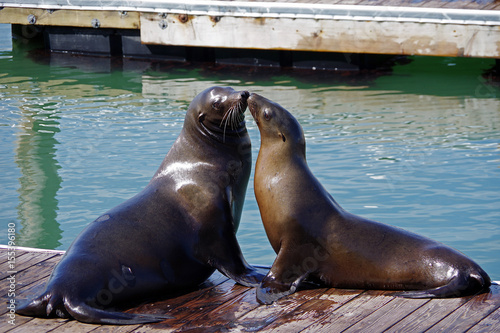 Fototapeta Naklejka Na Ścianę i Meble -  Sea Lions kissing