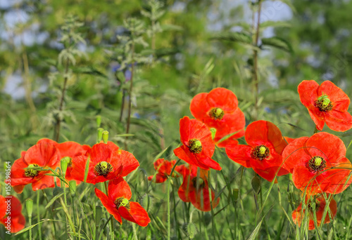 Red field poppies grow in the green grass  summer morning
