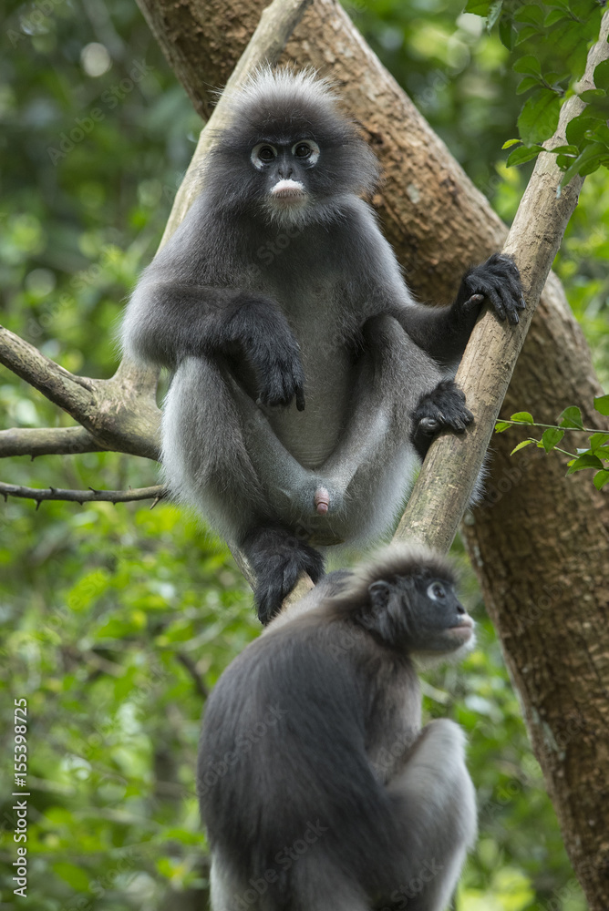 Obraz premium Dusky leaf monkey, Dusky langur or Spectacled langur at kaeng krachan national park Thailand