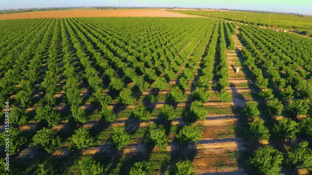 Agriculture Almond Tree Farm Crops Central Valley California Stanislaus