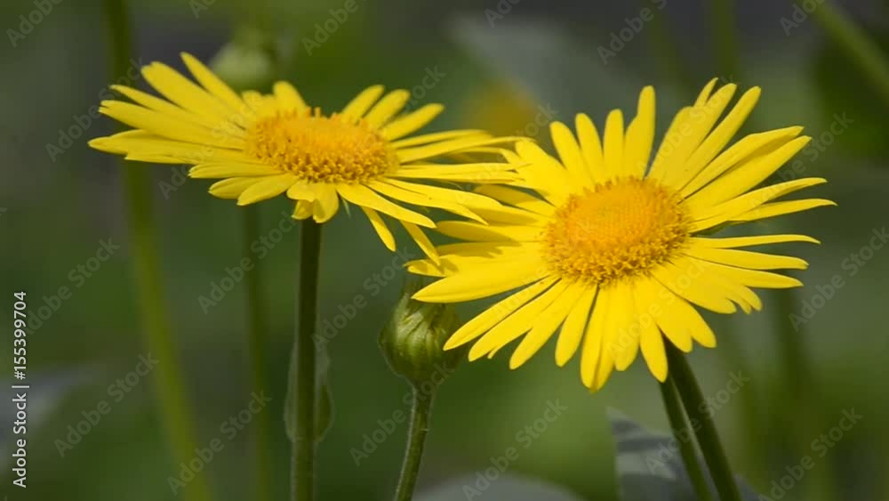 Flowering summer ornamental, beautiful plants Flowering summer ornamental, beautiful plants