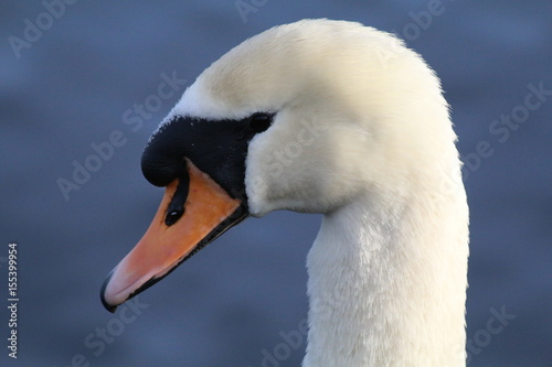 Swan head closeup