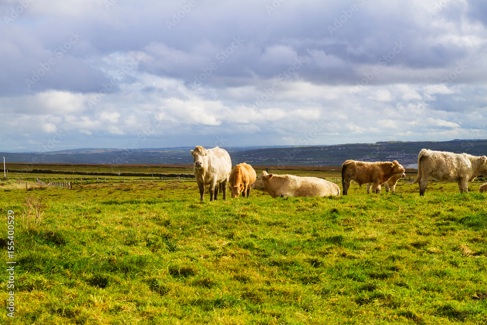 Photo of a beautiful scenic landscape with cows. Cows grazing on a green field Photo of a beautiful scenic landscape with cows. Cows grazing on a green field
