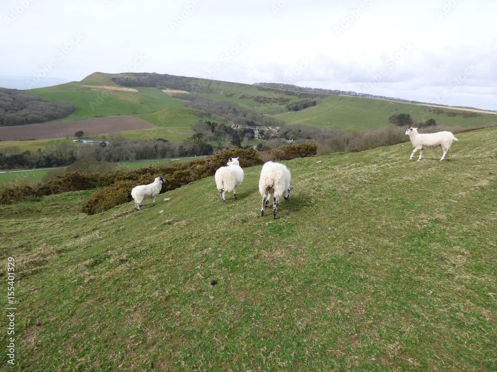 Sheep on cliff top