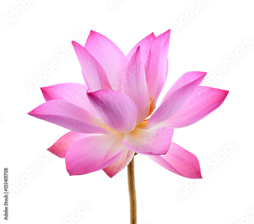 petal lotus flower isolated on white background