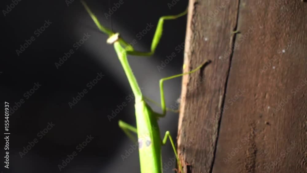 Mantis FullHD 60fps