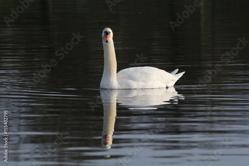 Fototapeta Naklejka Na Ścianę i Meble -  lone swan on lake
