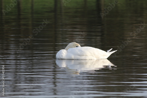 Fototapeta Naklejka Na Ścianę i Meble -  lone swan on lake