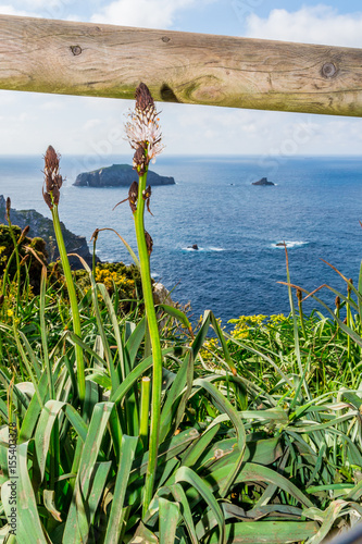 Flora cabo peñas