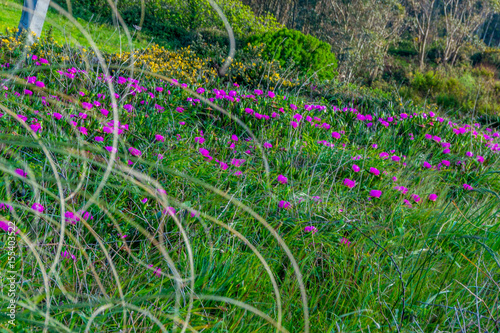 Cabo peñas flor