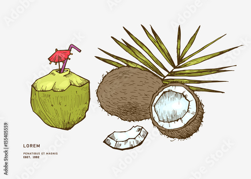 Hand drawn coconut