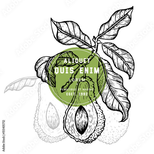Vector hand drawn avocado