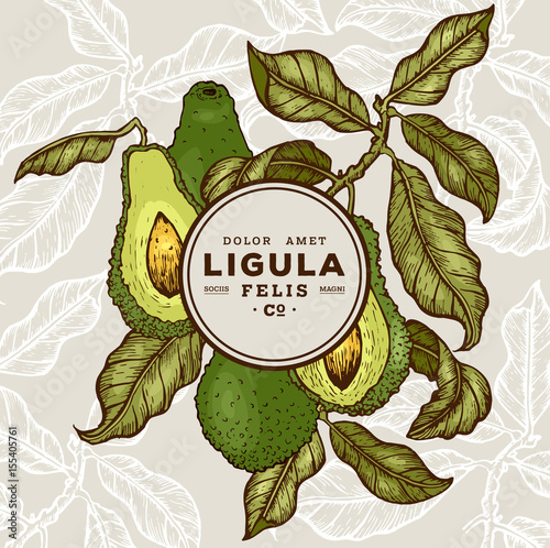 Vector hand drawn avocado