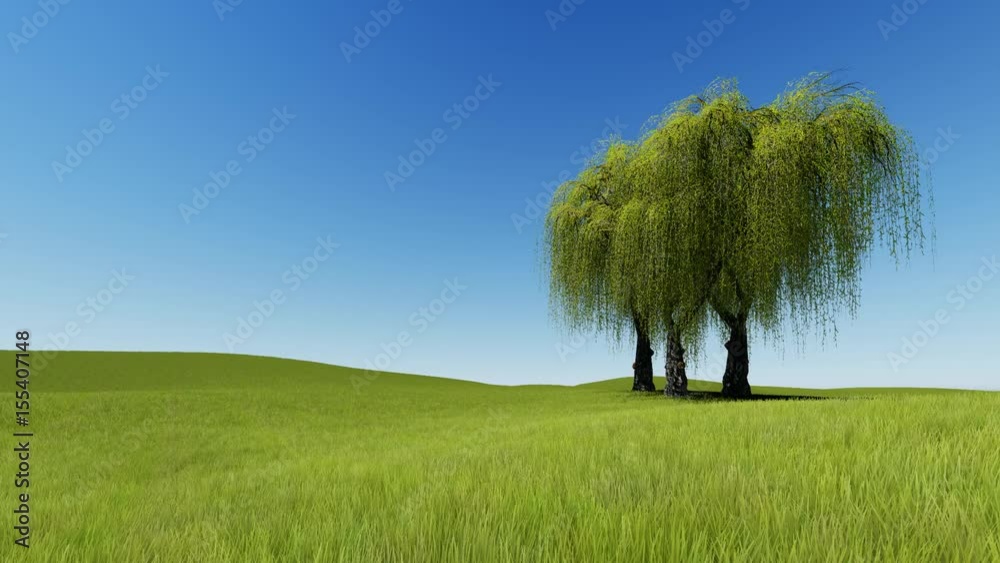 Wind sway branches of willow and green grass