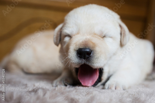 Puppy yawns, labrador retriever dog.