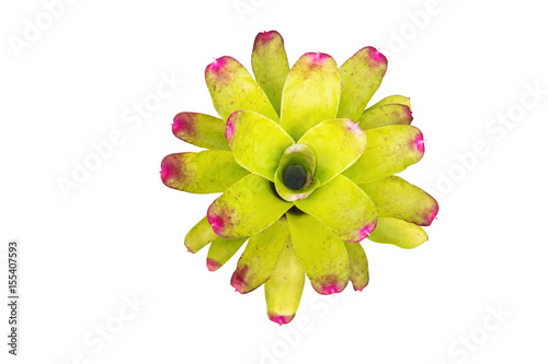 Slika na platnu Bromeliad,isolated on white background with clipping path.