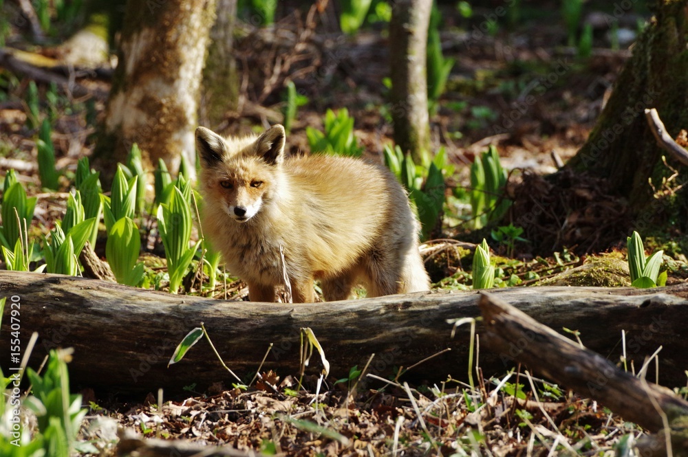 Obraz premium encounter, Ezo red fox in Hokkaido Japan エゾキタキツネ 北海道