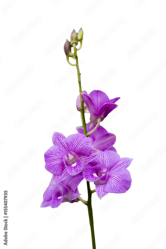  Beautiful pink orchid on white background