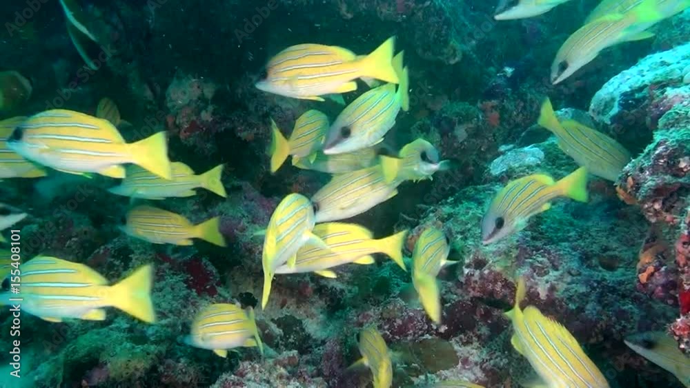 School of unique exotic bright yellow striped fish underwater in Maldives. Beautiful background of clear seabed. Swimming in world of colorful wildlife of corals reefs. Abyssal relax diving. School of unique exotic bright yellow striped fish underwater in Maldives. Beautiful background of clear seabed. Swimming in world of colorful wildlife of corals reefs. Abyssal relax diving.