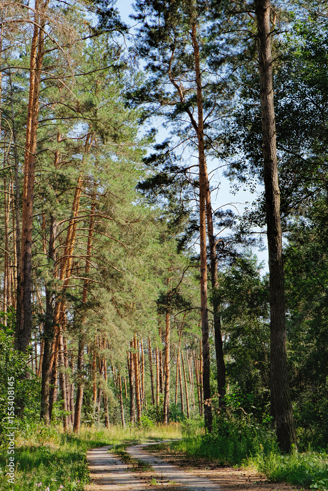 Fototapeta premium Open rural road in future through green forest, trees, pines, spruces.