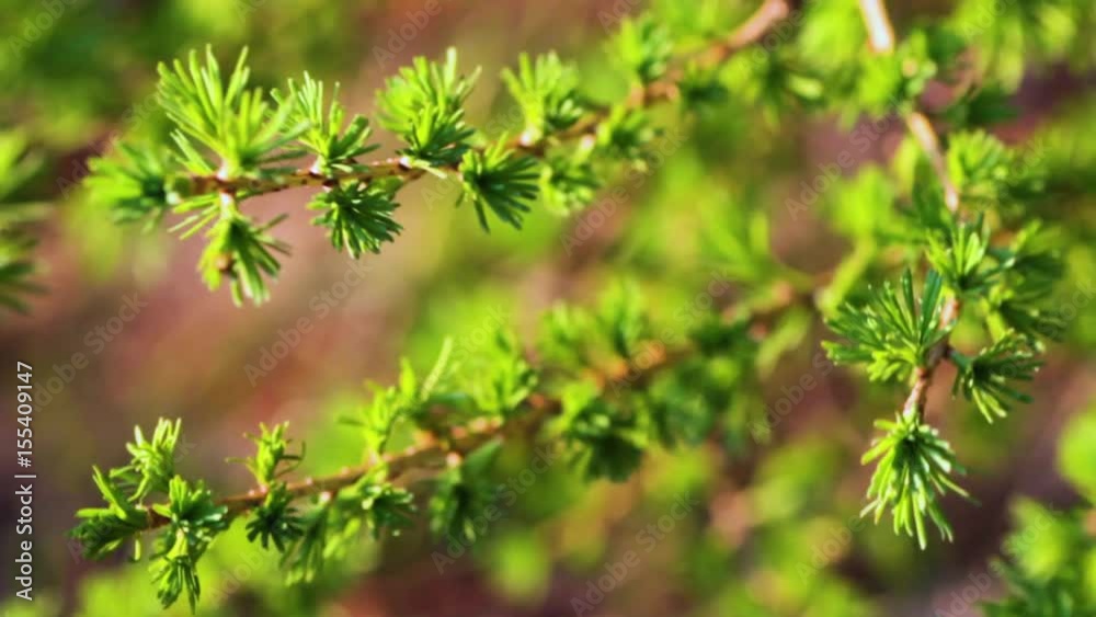 The green branches of larch sway in the wind on a sunny day The green branches of larch sway in the wind on a sunny day