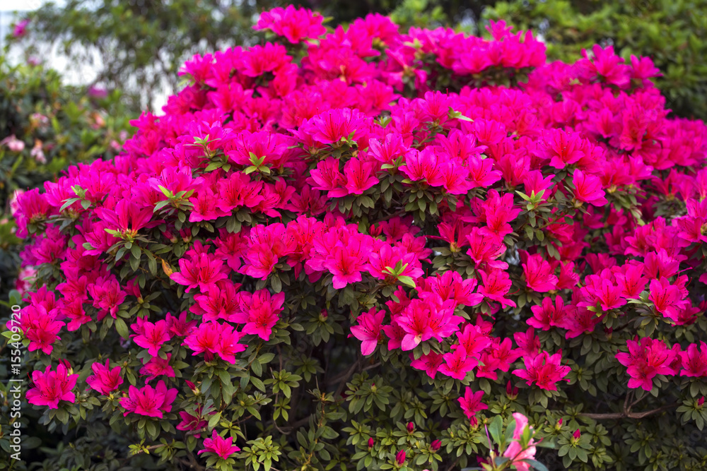 Azalea Rhododendron flowers in the garden