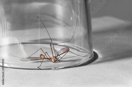 The mosquito is caught in a transparent glass