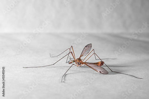 The mosquito sits on a light background.