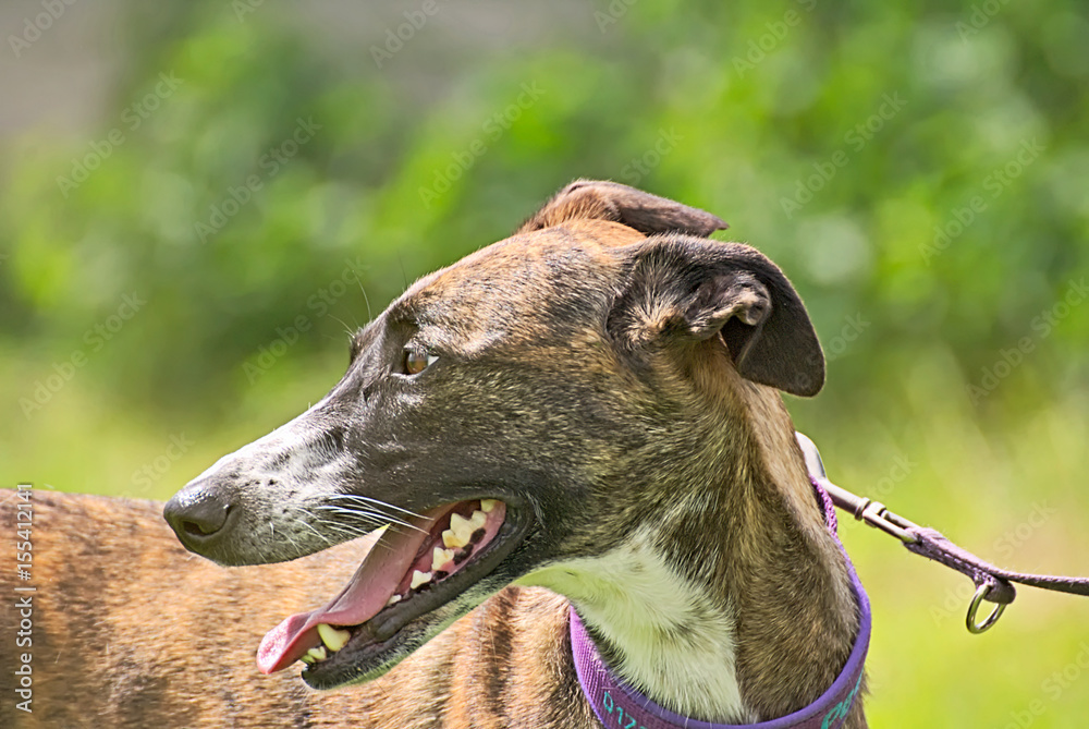 Portrait of a pretty podenco mix dog