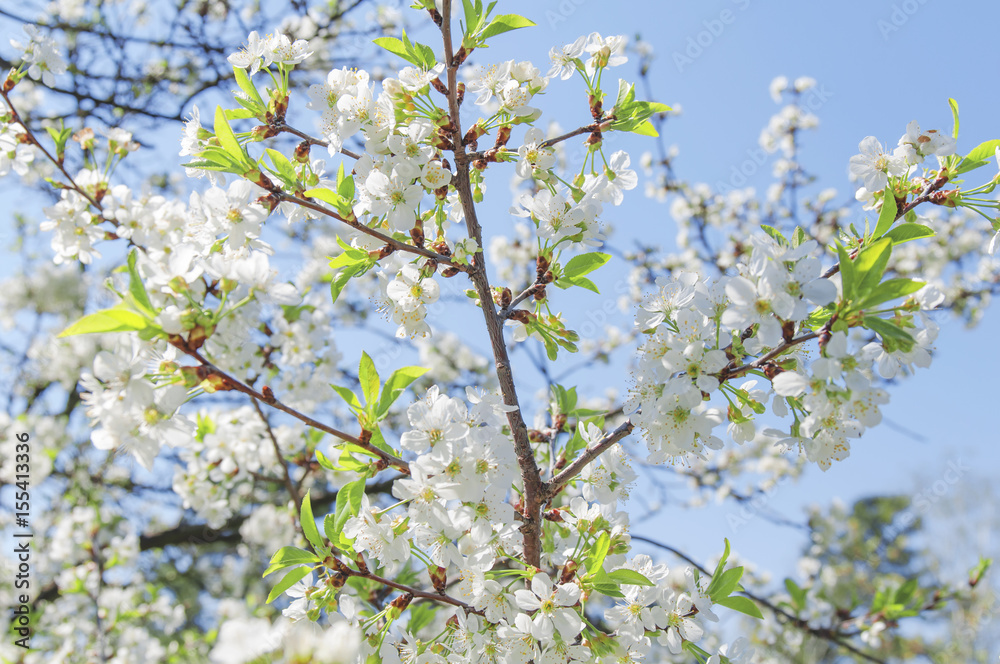 White Apple beautiful flowering apple tree blooming White Apple beautiful flowering apple tree blooming