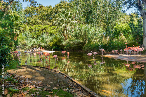 Beautiful flamingos in Barcelona Zoo, Catalonia, Spain.
