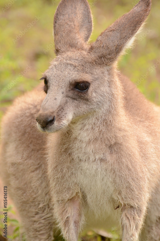 Fototapeta premium オオカンガルー