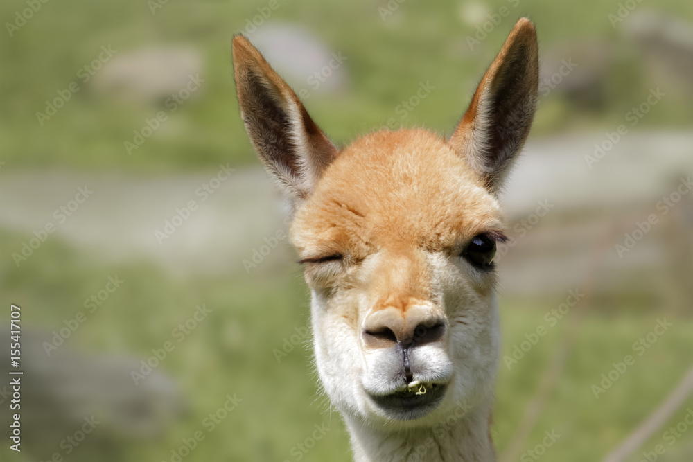 Vikunja Vicuña - Vicugna Vicugna - Portrait zwinkern Vikunja Vicuña - Vicugna Vicugna - Portrait zwinkern